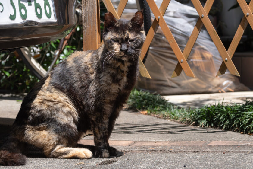 川崎市の猫