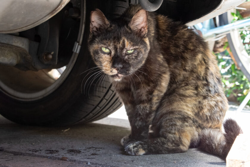 川崎市の猫