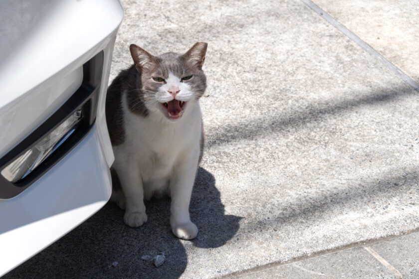 川崎市の猫