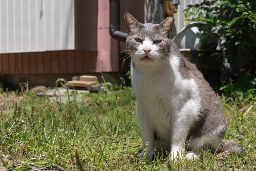 川崎市の猫