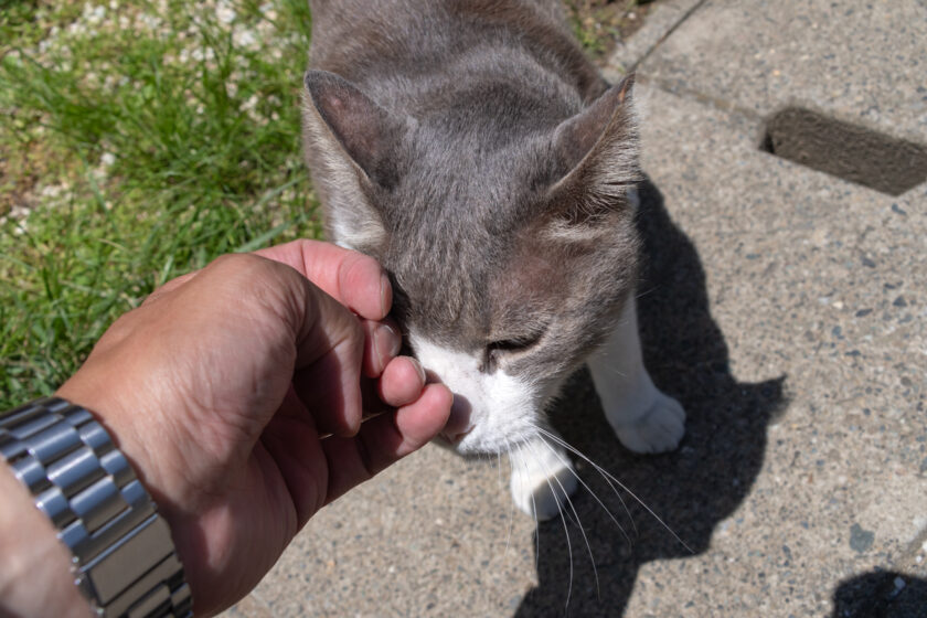 川崎市の猫