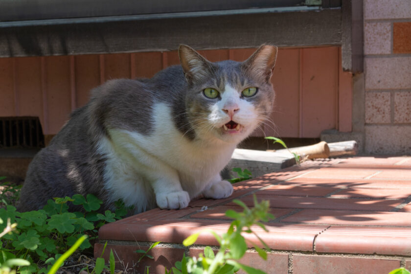 川崎市の猫