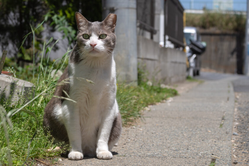 川崎市の猫