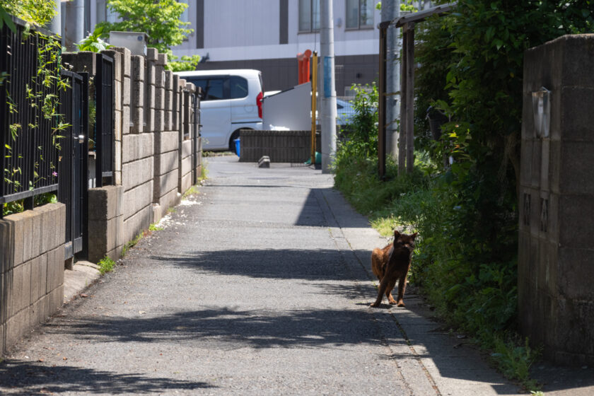 川崎市の猫