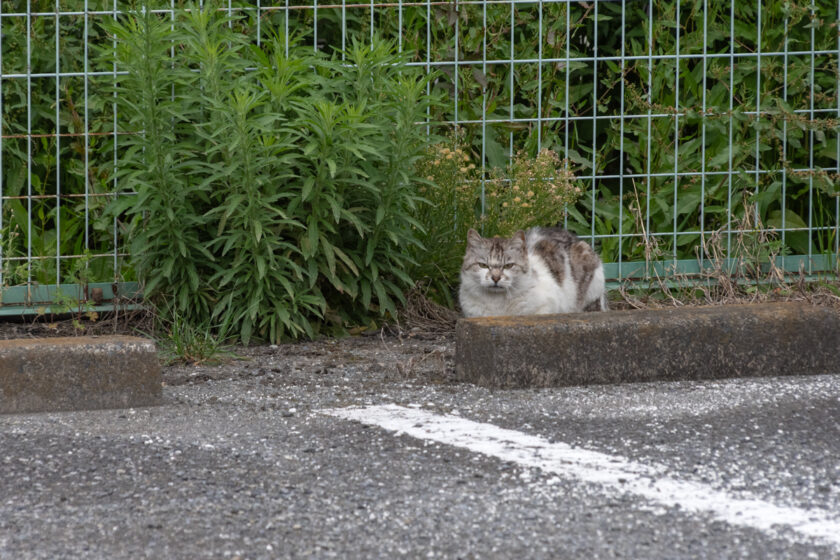 府中市の猫