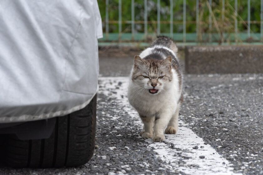 府中市の猫