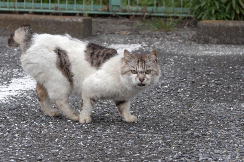 府中市の猫