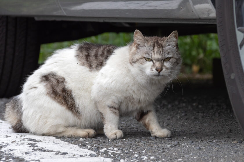 府中市の猫