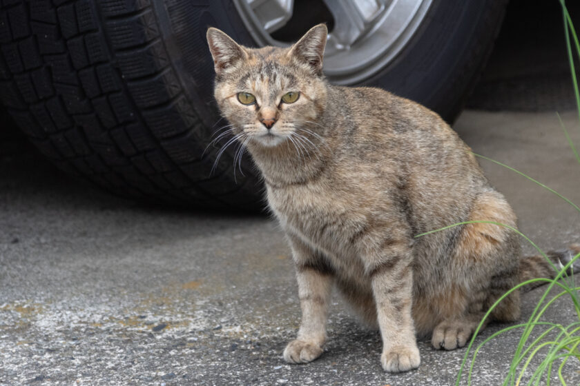 日野市の猫