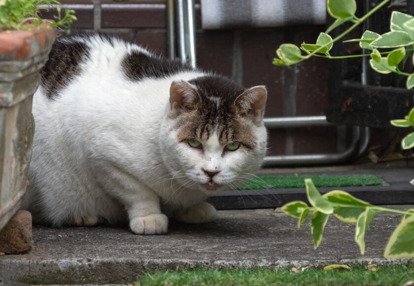 日野市の猫