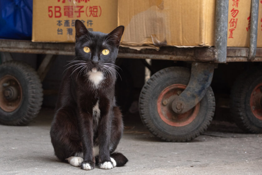 北港鎮の猫