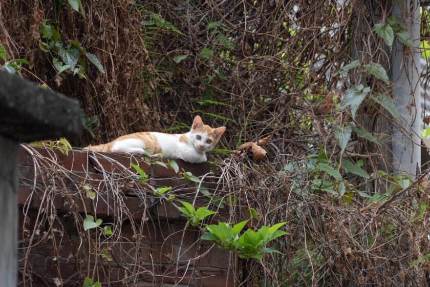 北港鎮の猫