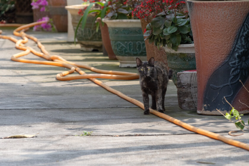 台西郷の猫