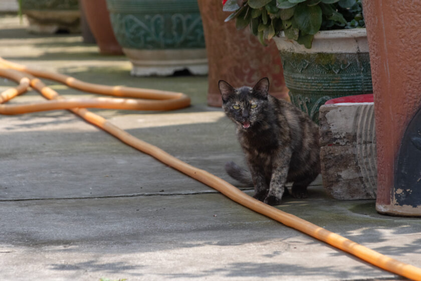 台西郷の猫