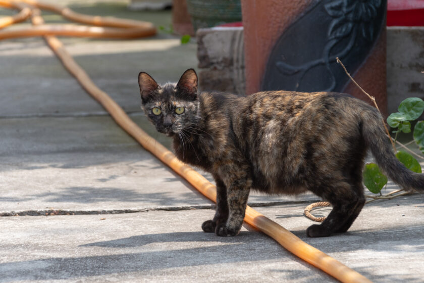 台西郷の猫