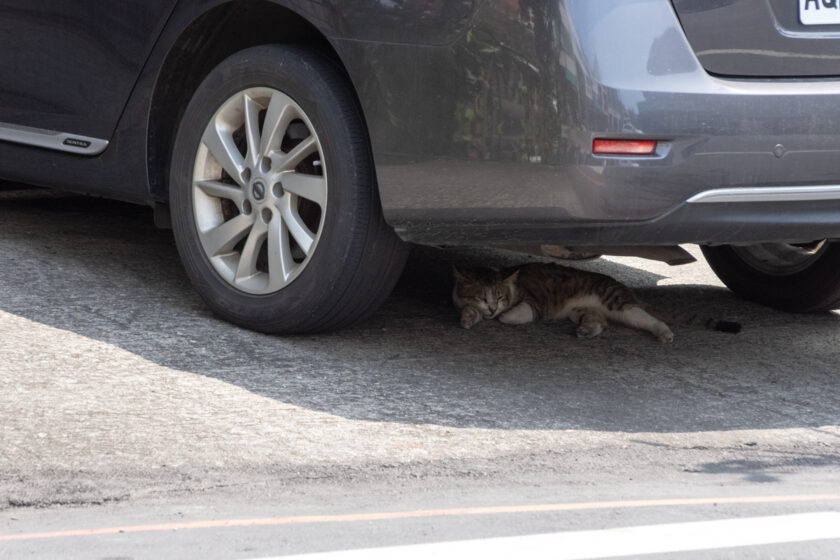 台西郷の猫