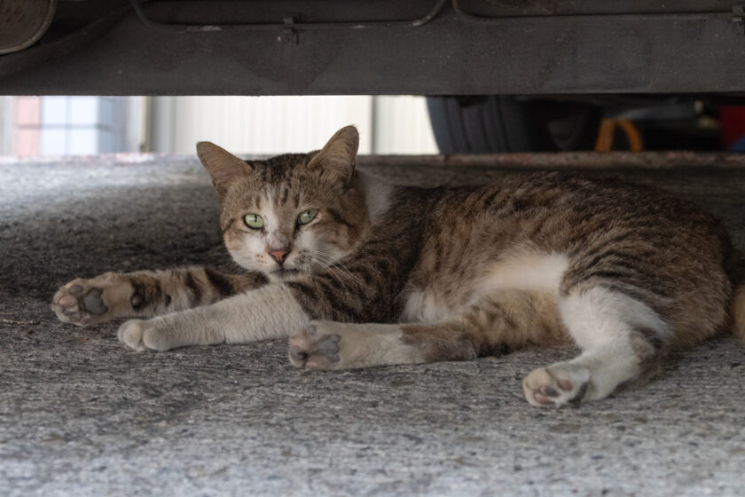 台西郷の猫