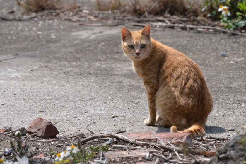 台西郷の猫