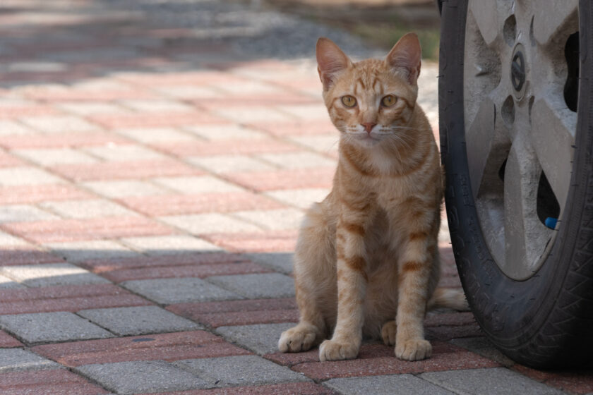 台西郷の猫