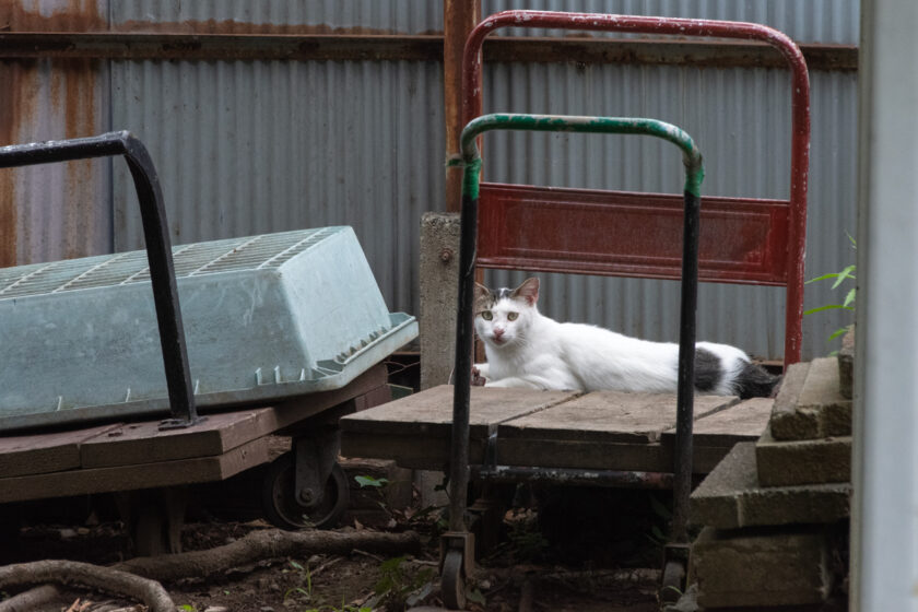 川崎市の猫