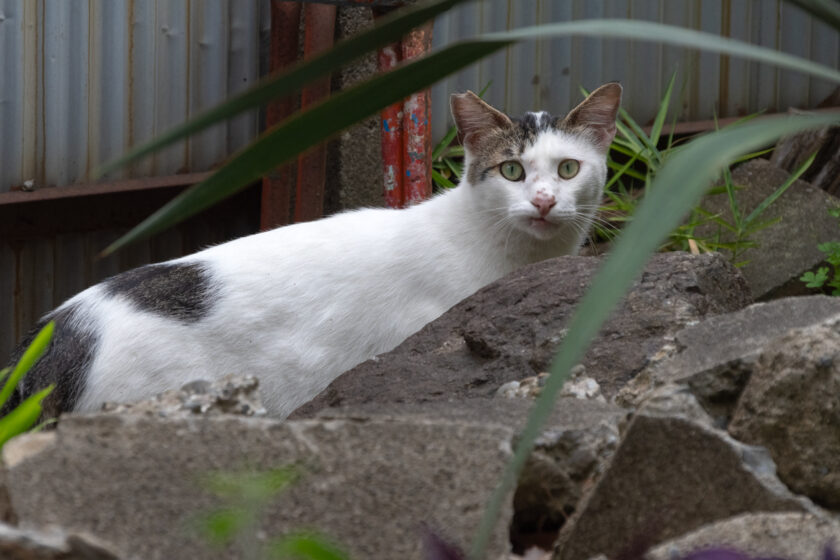 川崎市の猫