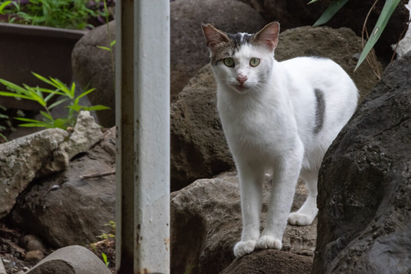 川崎市の猫