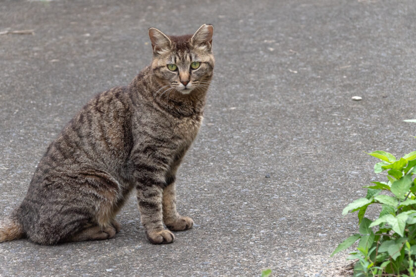 川崎市の猫