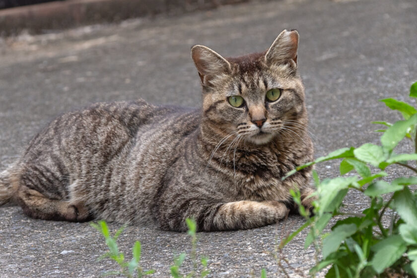 川崎市の猫