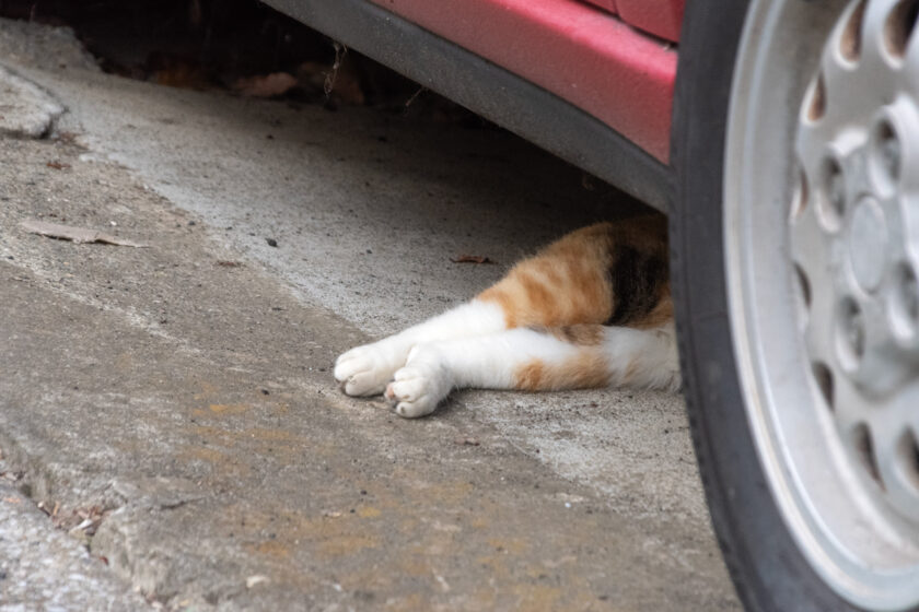 川崎市の猫