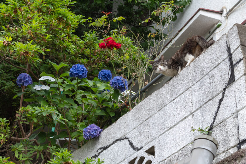 川崎市の猫