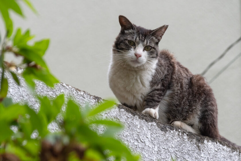 川崎市の猫