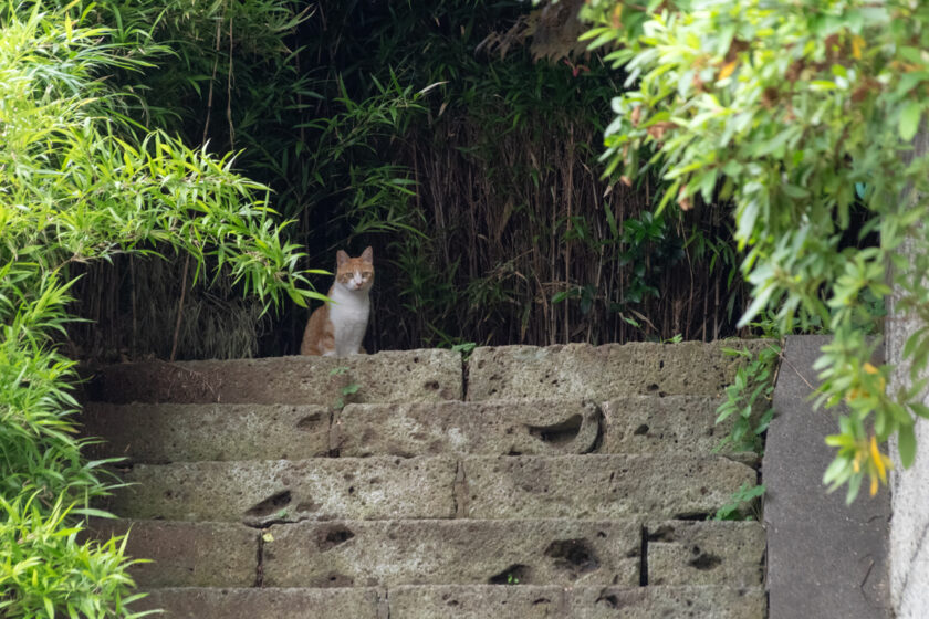 川崎市の猫