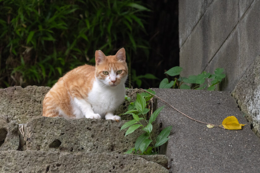 川崎市の猫