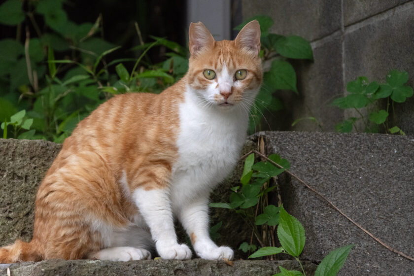 川崎市の猫