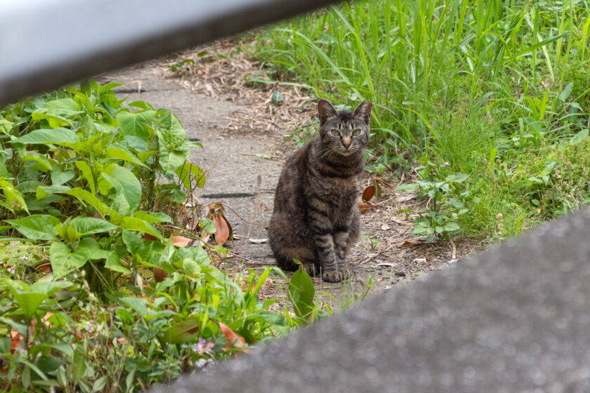 川崎市の猫