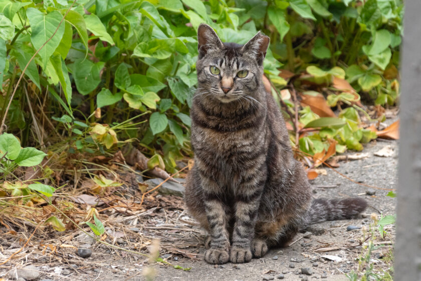 川崎市の猫