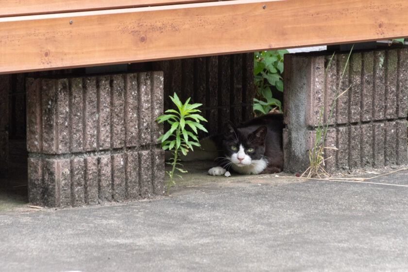 川崎市の猫