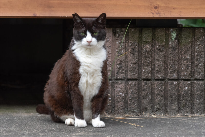 川崎市の猫