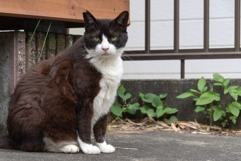 川崎市の猫