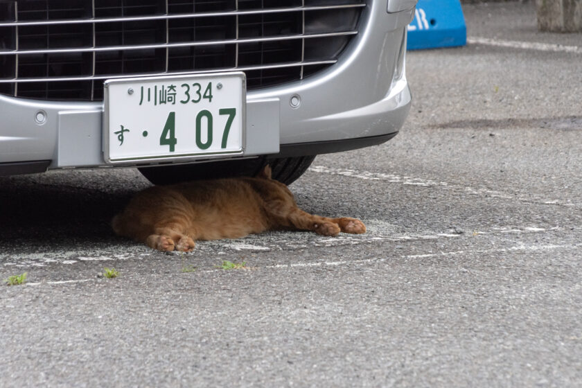 川崎市の猫