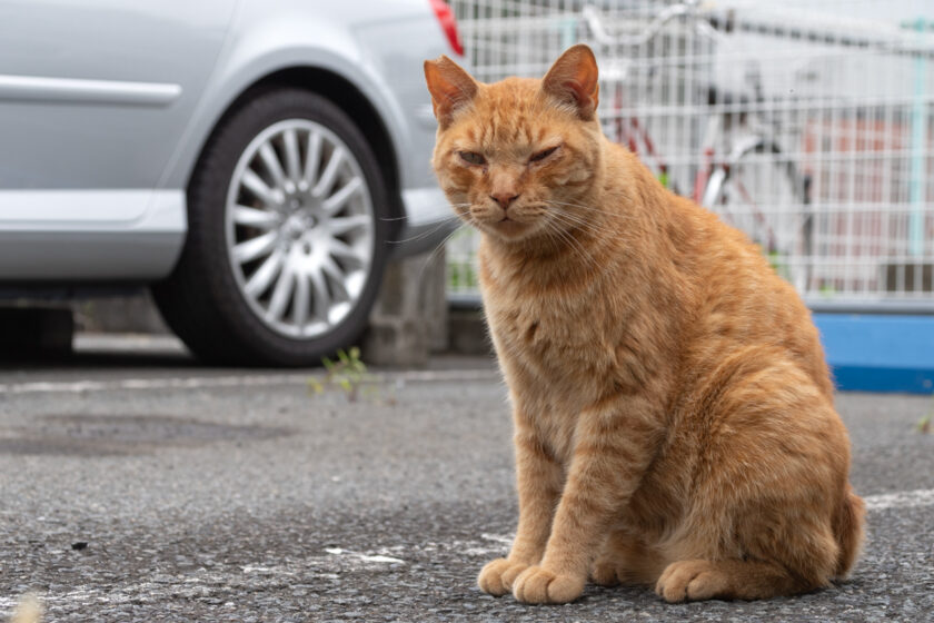 川崎市の猫