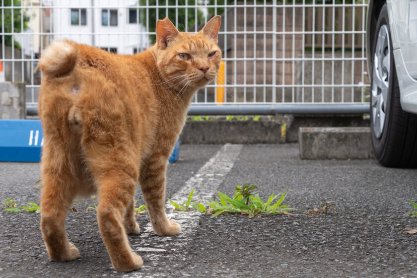 川崎市の猫