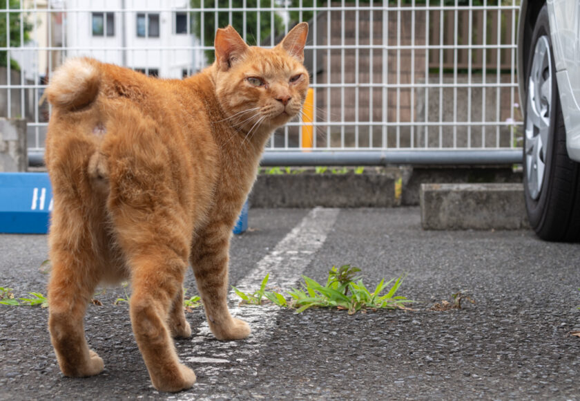 川崎市の猫