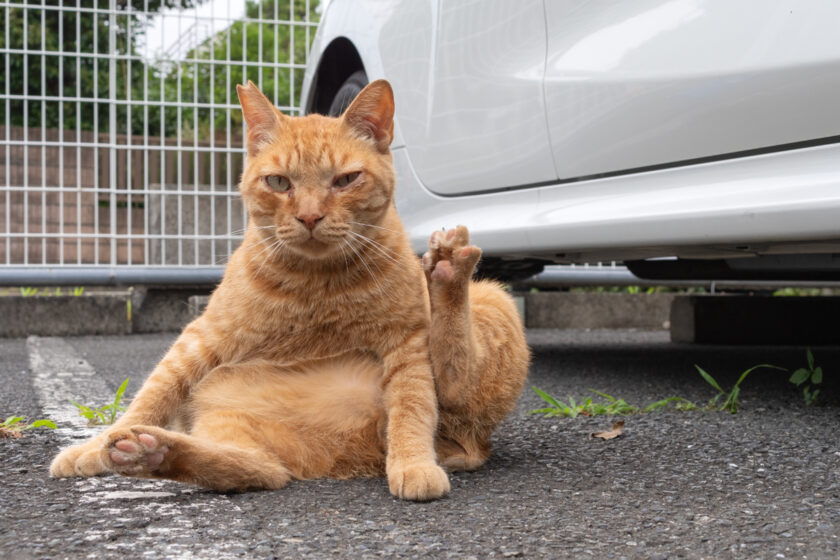 川崎市の猫