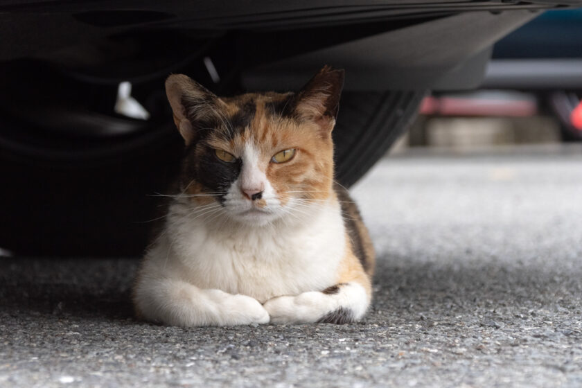 川崎市の猫