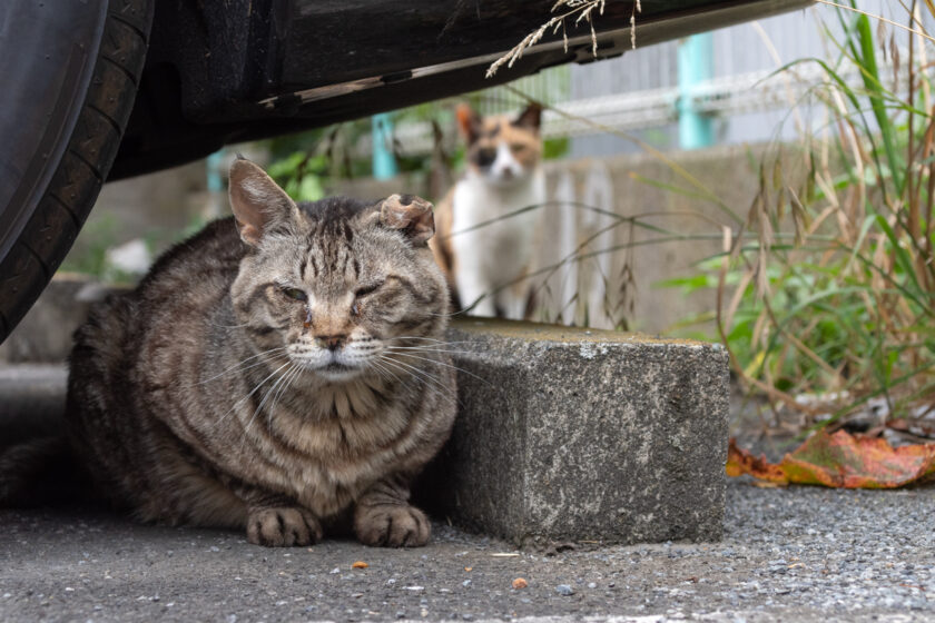 川崎市の猫