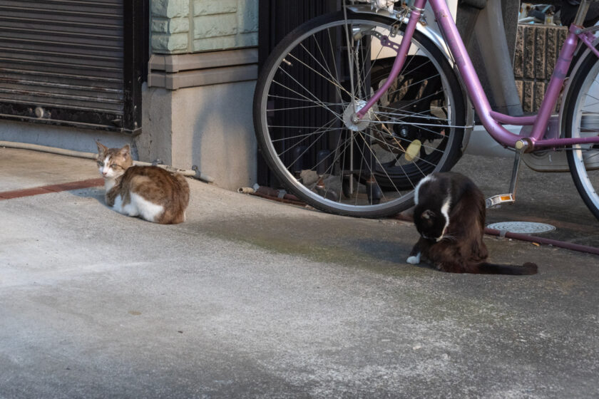 立川市の猫