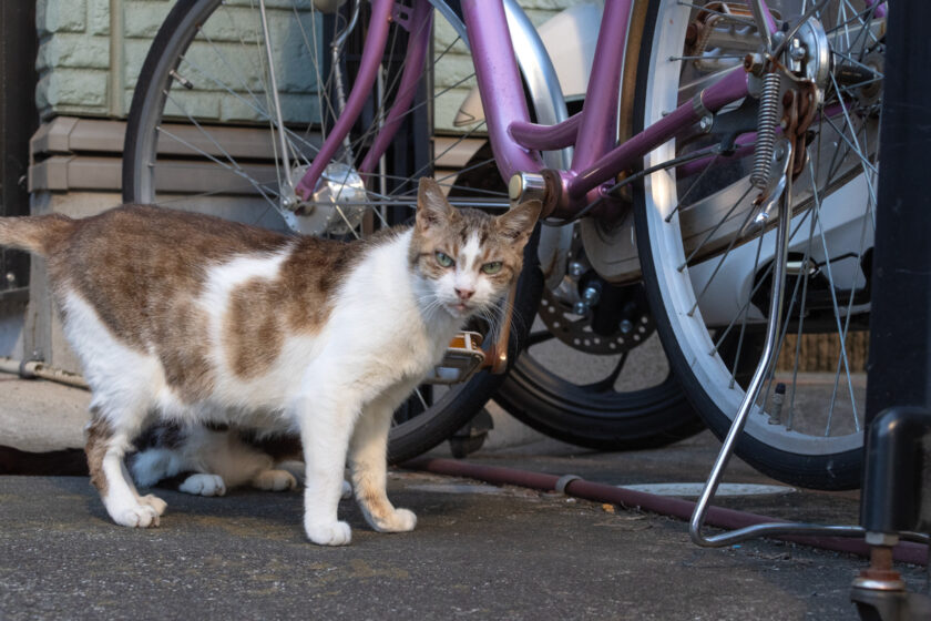 立川市の猫