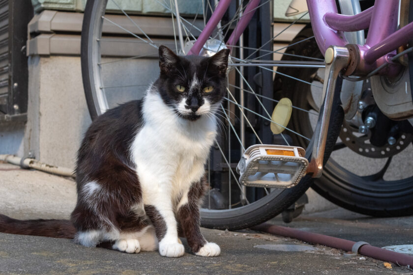 立川市の猫