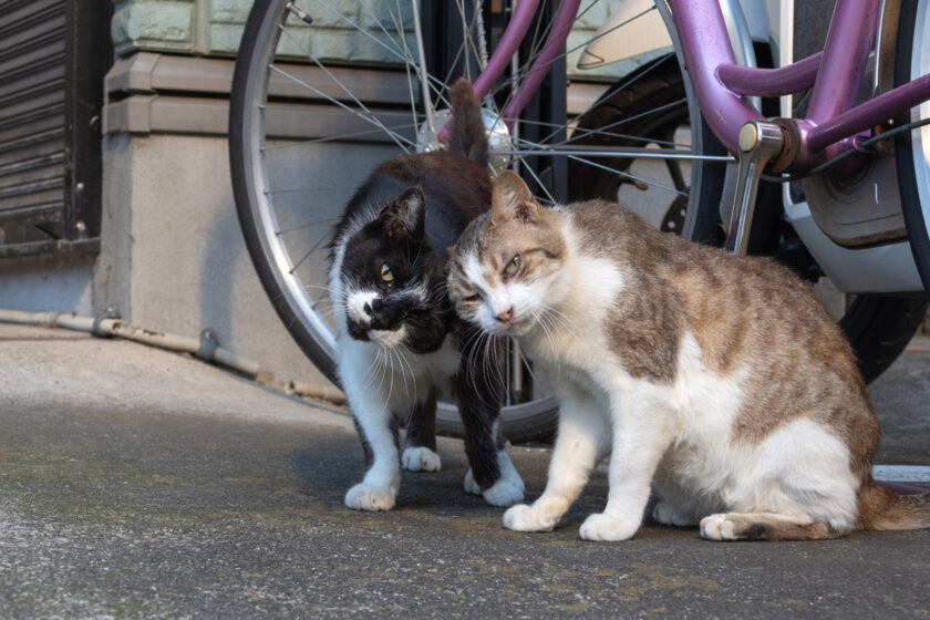 立川市の猫